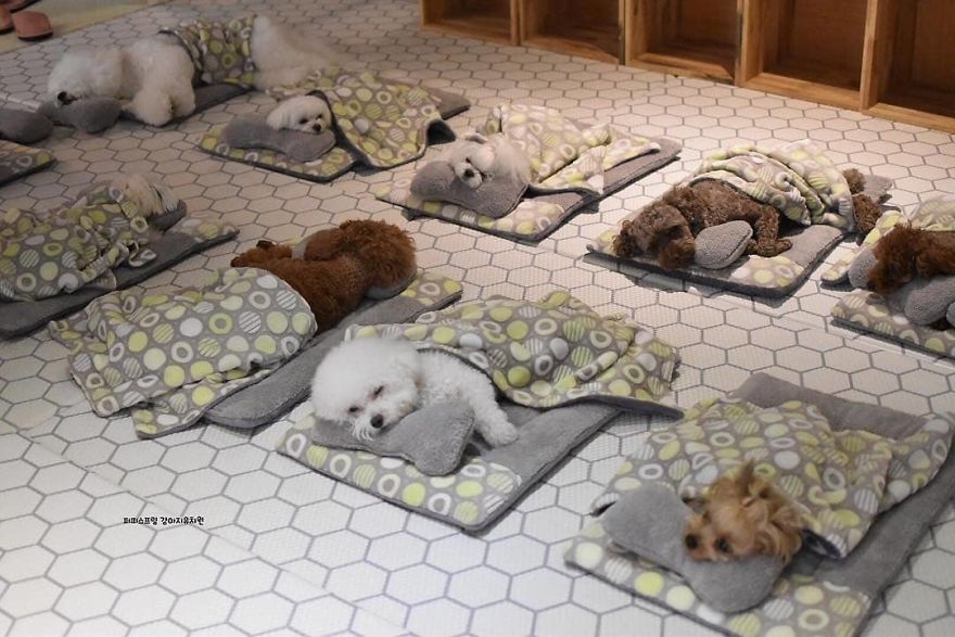 Fotos von Welpen beim Mittagsschlaf: Hundetagesstätte verzückt Hundefreunde auf der ganzen Welt